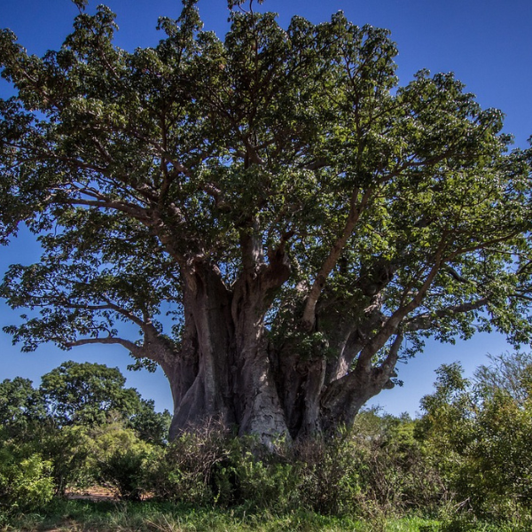 Discovery and conservation of the baobab, known as the Ancient Tree of Life